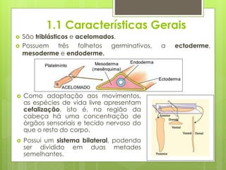 1.1 Características Gerais
 São triblásticos e acelomados.
 Possuem três folhetos germinativos, a ectoderme,
mesoderme e endoderme.
 Como adaptação aos movimentos,
as espécies de vida livre apresentam
cefalização, isto é, na região da
cabeça há uma concentração de
órgãos sensoriais e tecido nervoso do
que o resto do corpo.
 Possui um sistema bilateral, podendo
ser dividido em duas metades
semelhantes.
 