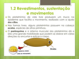1.2 Revestimentos, sustentação
e movimentos
 Os platelmintos de vida livre produzem um muco na
epiderme que facilita o movimento, realizado com a ajuda
dos cílios.
 Nas formas livres, alguns platelmintos possuem na cabeça
ocelos, espécies de olhos primitivos.
 O parênquima e o sistema muscular dos platelmintos dá a
eles uma grande mobilidade que podem se dobrar em várias
direções ou encurtar e esticar o corpo.
Ocelos
 