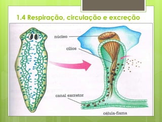 1.4 Respiração, circulação e excreção
 Como são animais achatados, as distâncias dentro do corpo
são pequenas.
 Assim, o oxigênio absorvido pela epiderme chega facilmente
ao centro do corpo por difusão.
 Não existe, portanto, um sistema respiratório diferenciado
nem um sistema circulatório. A cavidade digestória distribui o
alimento pelo corpo.
 A amônia é eliminada por difusão na pele. O excesso de
água é eliminado por células com um flagelo (solenócito) ou
com vários flagelos, as células-flama.
 