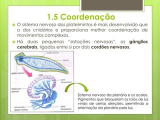 1.5 Coordenação
 O sistema nervoso dos platelmintos é mais desenvolvido que
o dos cnidários e proporciona melhor coordenação de
movimentos complexos.
 Há duas pequenas “estações nervosas”, os gânglios
cerebrais, ligados entre si por dois cordões nervosos.
Sistema nervoso da planária e os ocelos.
Pigmentos que bloqueiam os raios de luz
vindo de certas direções, permitindo a
orientação da planária pela luz.
 