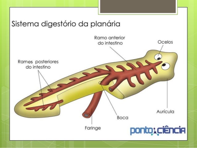 Platelmintos