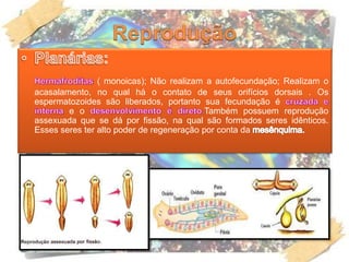 ( monoicas); Não realizam a autofecundação; Realizam o
acasalamento, no qual há o contato de seus orifícios dorsais . Os
espermatozoides são liberados, portanto sua fecundação é
e o Também possuem reprodução
assexuada que se dá por fissão, na qual são formados seres idênticos.
Esses seres ter alto poder de regeneração por conta da
 