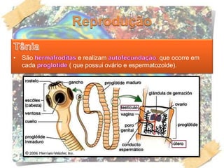 • São e realizam que ocorre em
cada ( que possui ovário e espermatozoide).
 