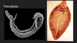 Trematoda
 