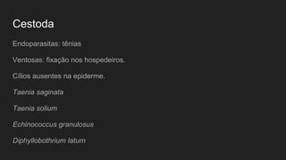 Cestoda
Endoparasitas: tênias
Ventosas: fixação nos hospedeiros.
Cílios ausentes na epiderme.
Taenia saginata
Taenia solium
Echinococcus granulosus
Diphyllobothrium latum
 