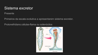 Sistema excretor
Presente
Primeiros da escala evolutiva a apresentarem sistema excretor.
Protonefridiano:células-flama ou solenócitos
 