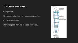 Sistema nervoso
Ganglionar
Um par de gânglios nervosos cerebroides.
Cordões nervosos
Ramificações para as regiões do corpo.
 
