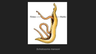 Schistosoma mansoni
 