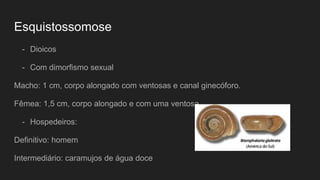 Esquistossomose
- Dioicos
- Com dimorfismo sexual
Macho: 1 cm, corpo alongado com ventosas e canal ginecóforo.
Fêmea: 1,5 cm, corpo alongado e com uma ventosa.
- Hospedeiros:
Definitivo: homem
Intermediário: caramujos de água doce
 