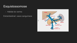 Esquistossomose
- Hábitat do verme:
Extraintestinal: vasos sanguíneos
|
 