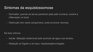 Sintomas da esquistossomose
- Dermatite: quando as larvas penetram pela pele humana; coceira e
inflamação no local.
- Obstrução dos vasos sanguíneos: pode provocar necrose.
Na fase crônica:
- Ascite: dilatação abdominal pelo acúmulo de água nos tecidos.
- Dilatação do fígado e do baço: hepatoesplenomegalia
 