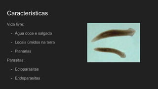 Características
Vida livre:
- Água doce e salgada
- Locais úmidos na terra
- Planárias
Parasitas:
- Ectoparasitas
- Endoparasitas
 