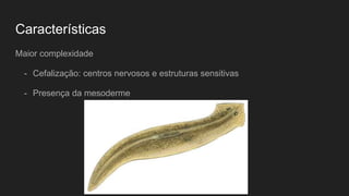 Características
Maior complexidade
- Cefalização: centros nervosos e estruturas sensitivas
- Presença da mesoderme
 