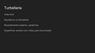Turbellaria
Vida livre
Aquáticos ou terrestres
Revestimento externo: epiderme
Superfície ventral com cílios para locomoção
 