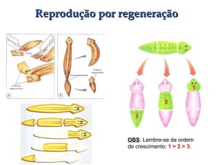 Reprodução por regeneraçãoReprodução por regeneração
OBS: Lembre-se da ordem
de crescimento: 1 > 2 > 3.
1
2
3
 