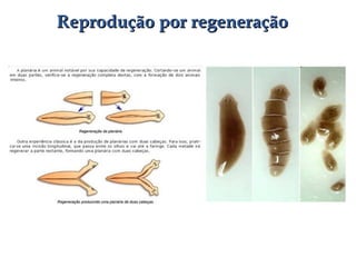 Reprodução por regeneraçãoReprodução por regeneração
 