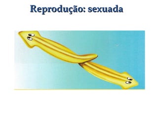 Reprodução: sexuadaReprodução: sexuada
 