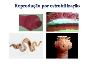 Reprodução por estrobilizaçãoReprodução por estrobilização
 