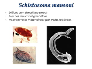 • Dióicos com dimorfismo sexual
• Machos tem canal ginecóforo
• Habitam vasos mesentéricos (Sist. Porta hepático).
Schistosoma mansoniSchistosoma mansoni
 