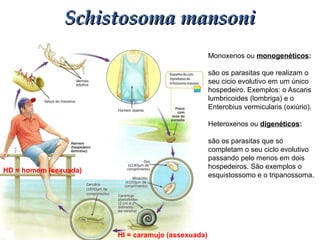 Schistosoma mansoniSchistosoma mansoni
HI = caramujo (assexuada)
Monoxenos ou monogenéticos:
são os parasitas que realizam o
seu cicio evolutivo em um único
hospedeiro. Exemplos: o Ascaris
lumbricoides (lombriga) e o
Enterobius vermicularis (oxiúrio).
Heteroxenos ou digenéticos:
são os parasitas que só
completam o seu ciclo evolutivo
passando pelo menos em dois
hospedeiros. São exemplos o
esquistossomo e o tripanossoma.
HD = homem (sexuada)
 
