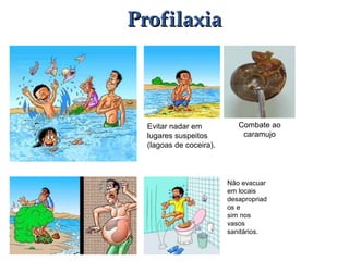 Combate ao
caramujo
Evitar nadar em
lugares suspeitos
(lagoas de coceira).
Não evacuar
em locais
desapropriad
os e
sim nos
vasos
sanitários.
ProfilaxiaProfilaxia
 