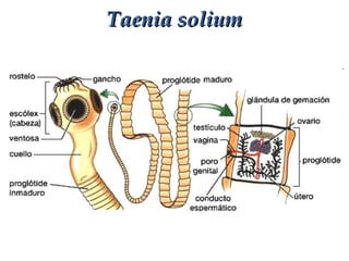 Taenia soliumTaenia solium
 