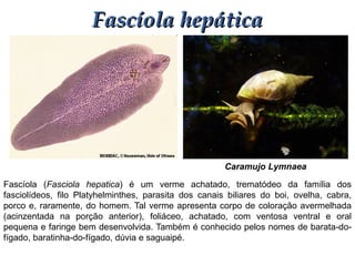 Caramujo Lymnaea
Fascíola hepáticaFascíola hepática
Fascíola (Fasciola hepatica) é um verme achatado, trematódeo da família dos
fasciolídeos, filo Platyhelminthes, parasita dos canais biliares do boi, ovelha, cabra,
porco e, raramente, do homem. Tal verme apresenta corpo de coloração avermelhada
(acinzentada na porção anterior), foliáceo, achatado, com ventosa ventral e oral
pequena e faringe bem desenvolvida. Também é conhecido pelos nomes de barata-do-
fígado, baratinha-do-fígado, dúvia e saguaipé.
 