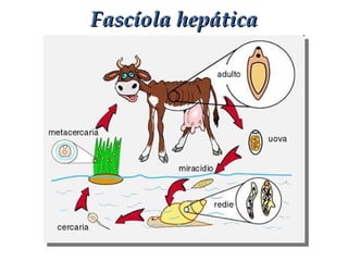 Fascíola hepáticaFascíola hepática
 