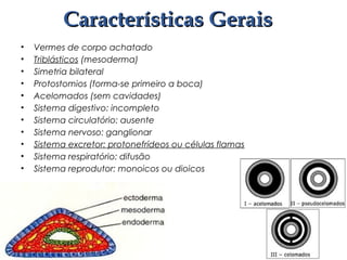• Vermes de corpo achatado
• Triblásticos (mesoderma)
• Simetria bilateral
• Protostomios (forma-se primeiro a boca)
• Acelomados (sem cavidades)
• Sistema digestivo: incompleto
• Sistema circulatório: ausente
• Sistema nervoso: ganglionar
• Sistema excretor: protonefrídeos ou células flamas
• Sistema respiratório: difusão
• Sistema reprodutor: monoicos ou dioicos
Características GeraisCaracterísticas Gerais
 