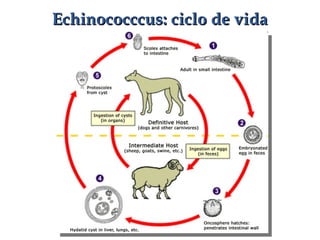 Echinococccus: ciclo de vidaEchinococccus: ciclo de vida
 