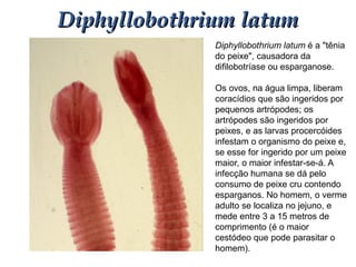 Diphyllobothrium latum é a "tênia
do peixe", causadora da
difilobotríase ou esparganose.
Os ovos, na água limpa, liberam
coracídios que são ingeridos por
pequenos artrópodes; os
artrópodes são ingeridos por
peixes, e as larvas procercóides
infestam o organismo do peixe e,
se esse for ingerido por um peixe
maior, o maior infestar-se-á. A
infecção humana se dá pelo
consumo de peixe cru contendo
esparganos. No homem, o verme
adulto se localiza no jejuno, e
mede entre 3 a 15 metros de
comprimento (é o maior
cestódeo que pode parasitar o
homem).
Diphyllobothrium latumDiphyllobothrium latum
 