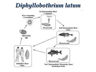 Diphyllobothrium latumDiphyllobothrium latum
 