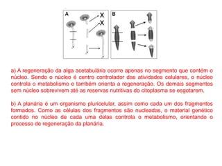 a) A regeneração da alga acetabulária ocorre apenas no segmento que contém o
núcleo. Sendo o núcleo é centro controlador das atividades celulares, o núcleo
controla o metabolismo e também orienta a regeneração. Os demais segmentos
sem núcleo sobrevivem até as reservas nutritivas do citoplasma se esgotarem.
b) A planária é um organismo pluricelular, assim como cada um dos fragmentos
formados. Como as células dos fragmentos são nucleadas, o material genético
contido no núcleo de cada uma delas controla o metabolismo, orientando o
processo de regeneração da planária.
 