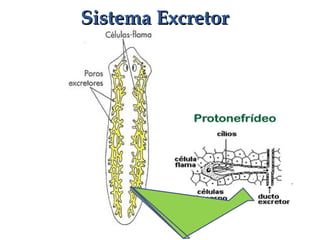 Sistema ExcretorSistema Excretor
 