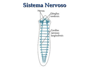 Sistema NervosoSistema Nervoso
 