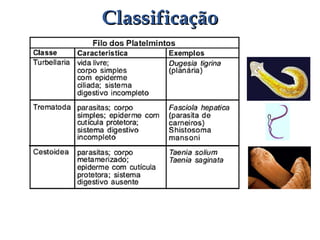 ClassificaçãoClassificação
 