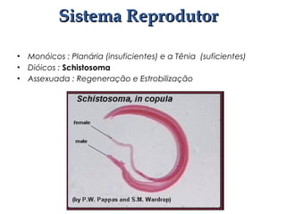 • Monóicos : Planária (insuficientes) e a Tênia (suficientes)
• Dióicos : Schistosoma
• Assexuada : Regeneração e Estrobilização
Sistema ReprodutorSistema Reprodutor
 