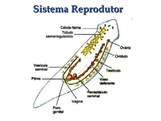 Sistema ReprodutorSistema Reprodutor
 