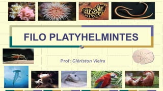 FILO PLATYHELMINTES
Prof: Clériston Vieira
 