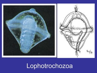 Lophotrochozoa
 