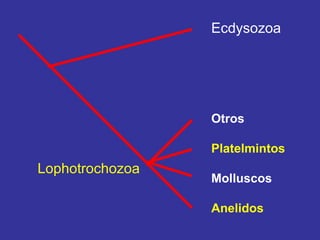 Ecdysozoa
Otros
Platelmintos
Molluscos
Anelidos
Lophotrochozoa
 