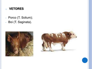 o   VETORES

-   Porco (T. Solium);
-   Boi (T. Saginata).
 