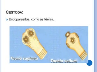 CESTODA:
   Endoparasitos, como as tênias.
 