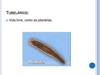 TUBELÁRIOS:
   Vida livre, como as planárias.
 