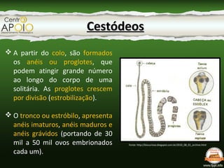 CestódeosCestódeos
 São hermafroditas: cada anel possui útero, testículos, ovários e
outras partes do sistema reprodutor ...
