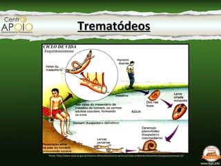Fonte: http://www.mdsaude.com/2011/11/esquistossomose-sintomas.html
TrematódeosTrematódeos
Fonte: http://www.jornaledicaod...