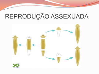 CESTODA(CESTÓDEOS)Formas parasitas com corpo dividido em anéis ou proglotes.EX:TAENIA SOLIUMCESTODA EM HUMANO