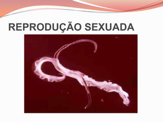 CESTODA