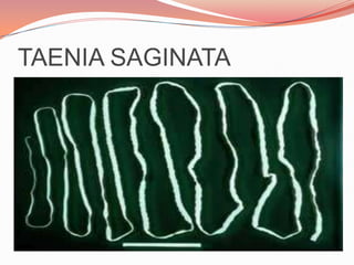 TAENIA SOLIUM