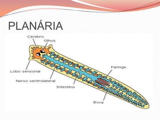 Adriele  dos SantosO QUE SÃO PLATELMINTOS?São animais do filo PLATYHELMINTHES(do grego platy ,achatados + helmins, verme), pertencem  ao reino animália. São considerados vermes,tais como o são considerados os integrantes do filo nematelmintos e anelídeos.ESTRUTURA DOS PLATELMINTES:SISTEMAS:NERVOSO